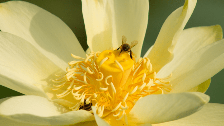 Karankawa Historiography